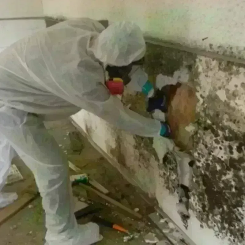 Mold Remediation and Removal in Marlton, NJ